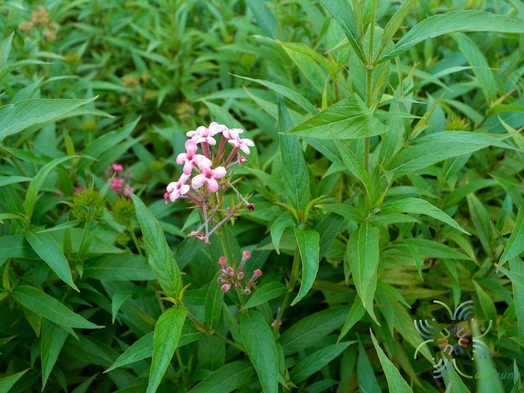 เข็มชมพูนุช Arachnothryx leucophylla (Kunth) Planch.