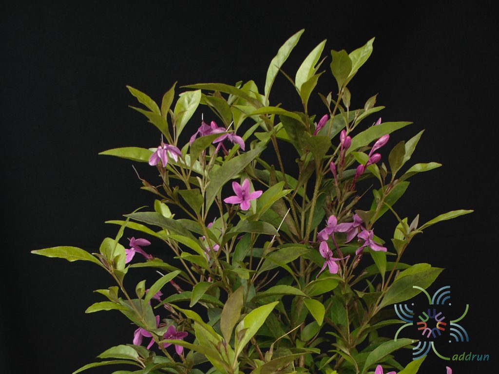 เทพพนม Pseuderanthemum laxiflorum (A. Gray) F.T. Hubb. ex L.H. Bailey
