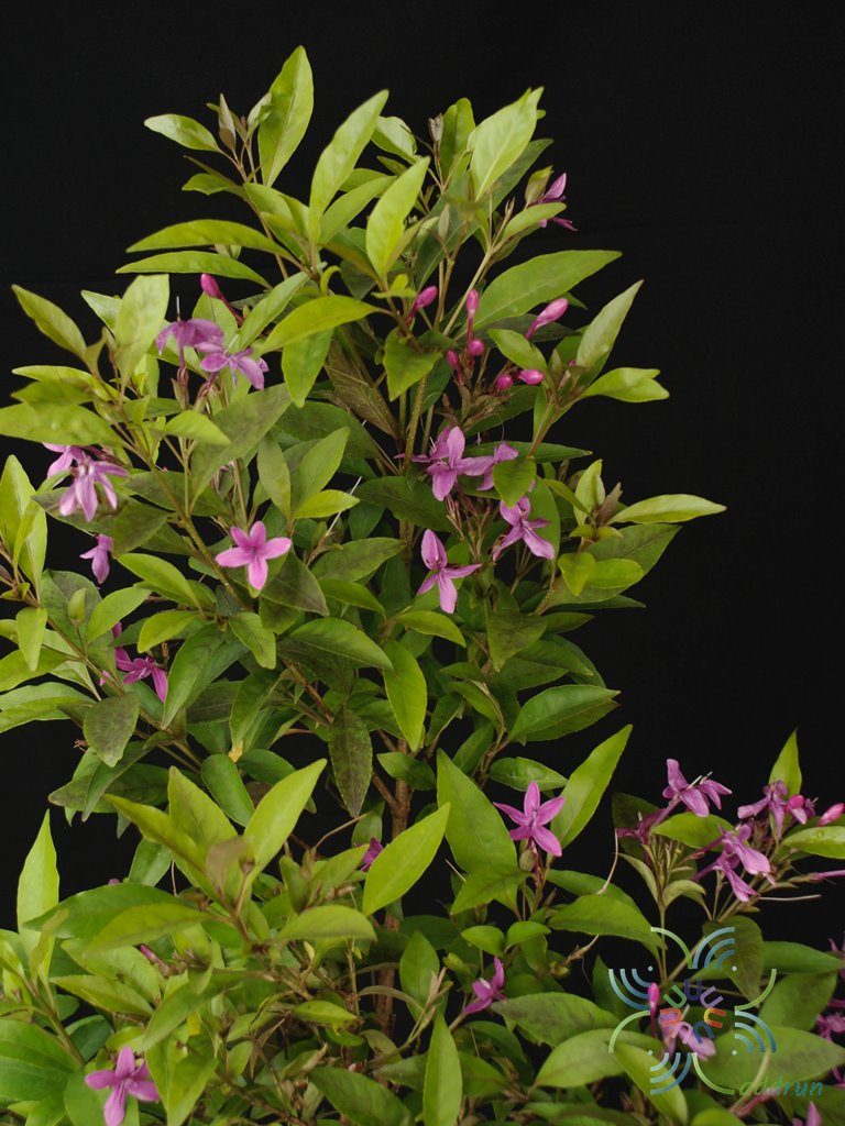 เทพพนม Pseuderanthemum laxiflorum (A. Gray) F.T. Hubb. ex L.H. Bailey