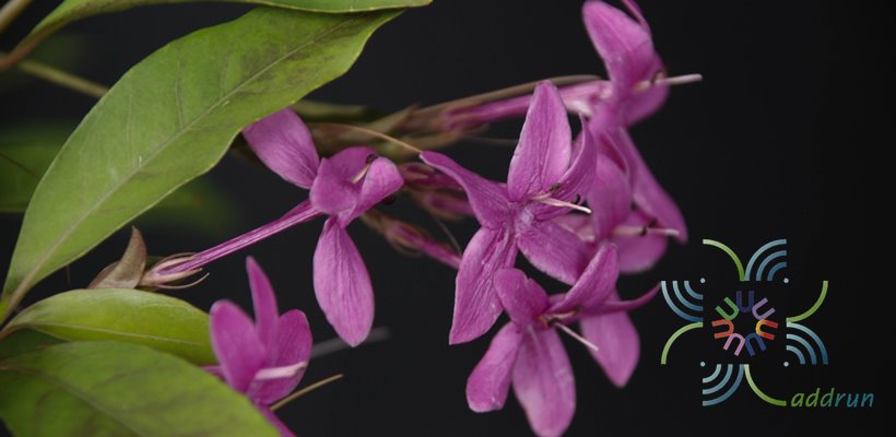 เทพพนม Pseuderanthemum laxiflorum (A. Gray) F.T. Hubb. ex L.H. Bailey