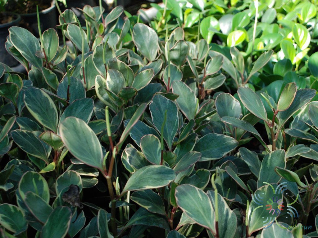 เปเปอร์โรเมียด่าง Peperomia obtusifolia (L.) A.Dietr.