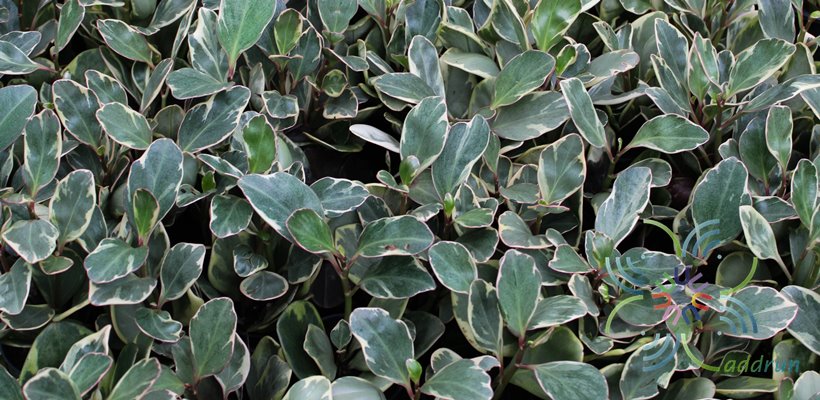 เปเปอร์โรเมียด่าง Peperomia obtusifolia (L.) A.Dietr.