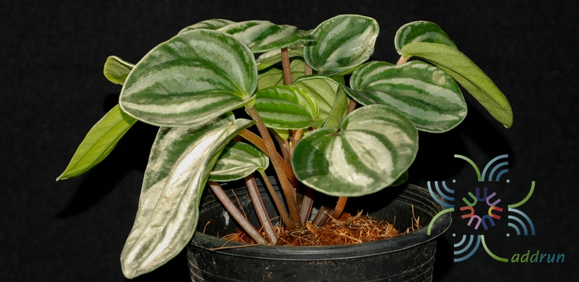 เปเปอร์โรเมียใบหัวใจ Peperomia marmorata Hook. f.