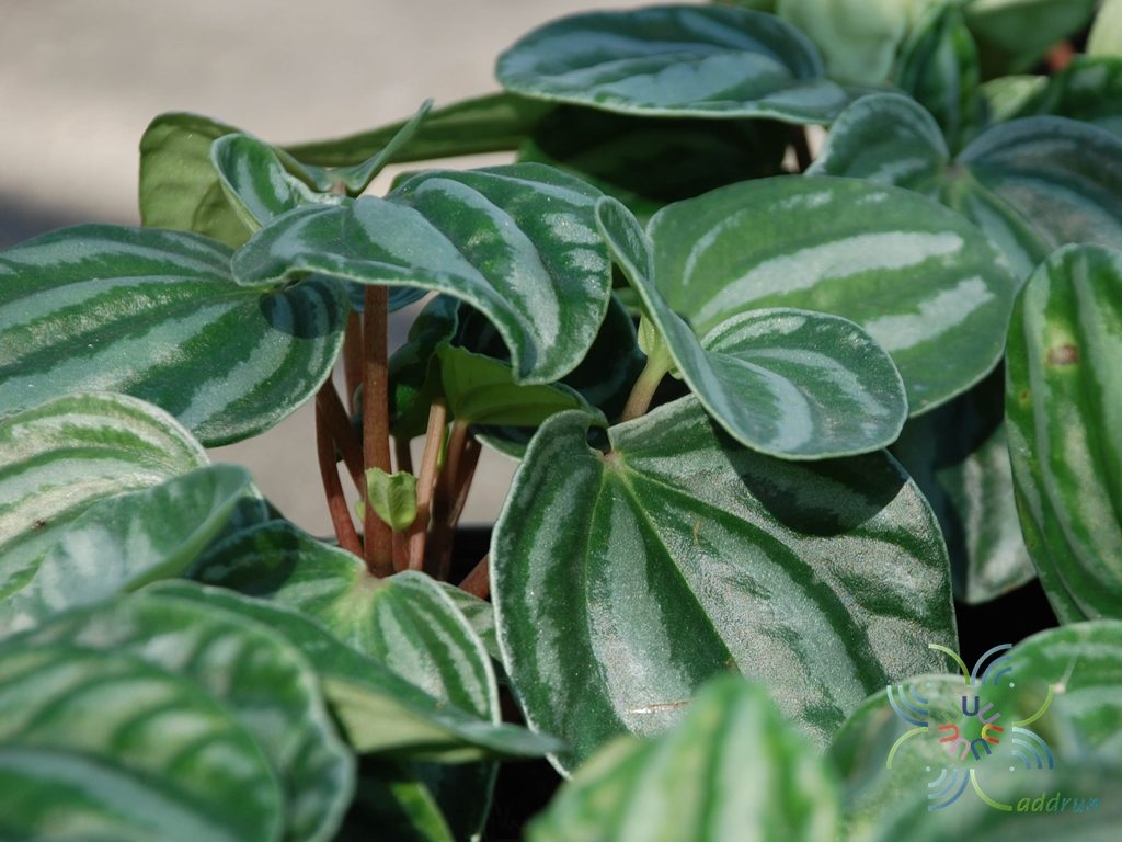 เปเปอร์โรเมียใบหัวใจ Peperomia marmorata Hook. f.
