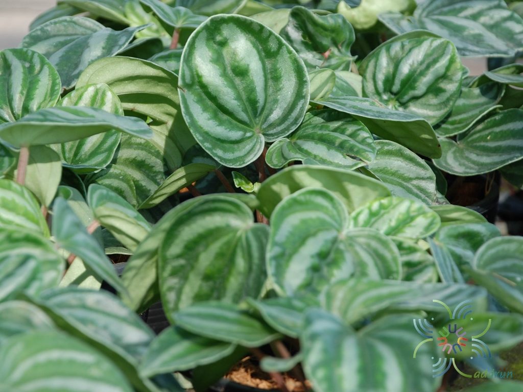 เปเปอร์โรเมียใบหัวใจ Peperomia marmorata Hook. f.