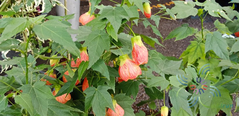 ชบาโคม Abutilon pictum (Gillies ex Hook.) Walp.