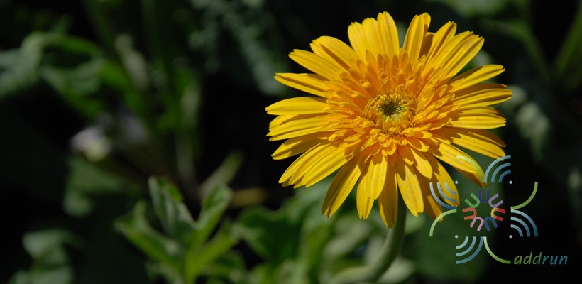 เยอบีร่า Gerbera jamesonii Bolus ex Hook.f.