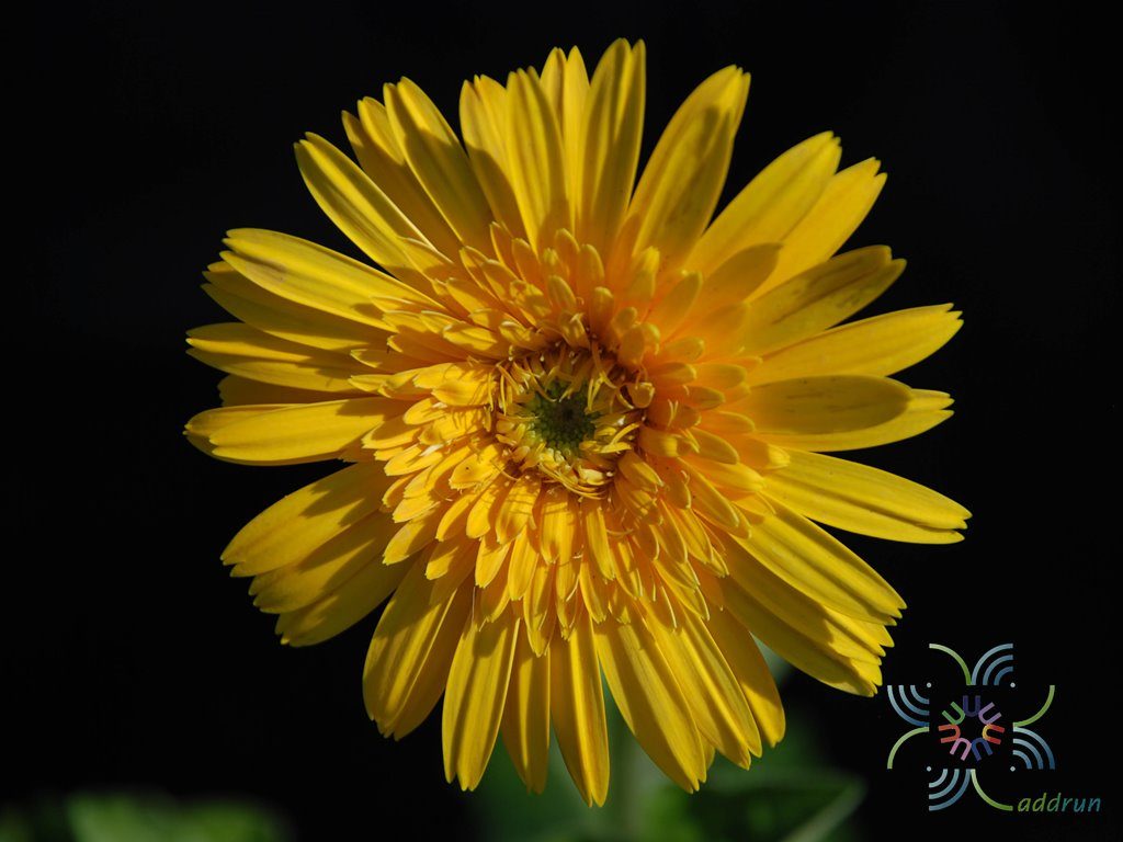 เยอบีร่า Gerbera jamesonii Bolus ex Hook.f.
