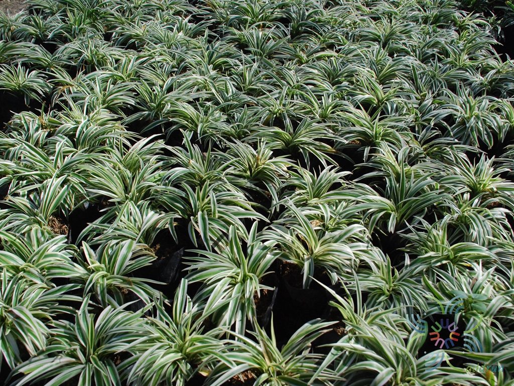 เศรษฐีเรือนทอง Chlorophytum laxum R.Br. ‘Zebra’