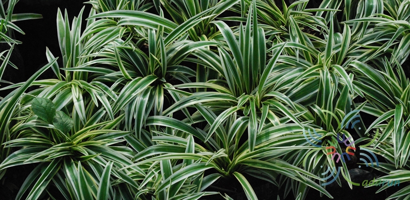 เศรษฐีเรือนทอง Chlorophytum laxum R.Br. ‘Zebra’