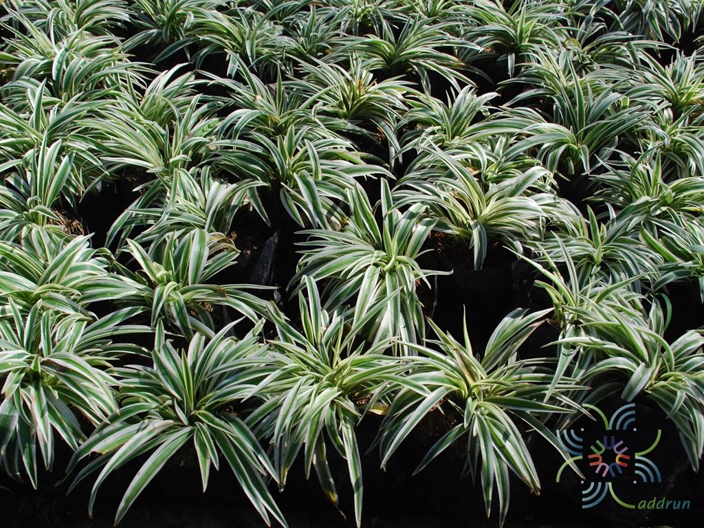 เศรษฐีเรือนทอง Chlorophytum laxum R.Br. ‘Zebra’