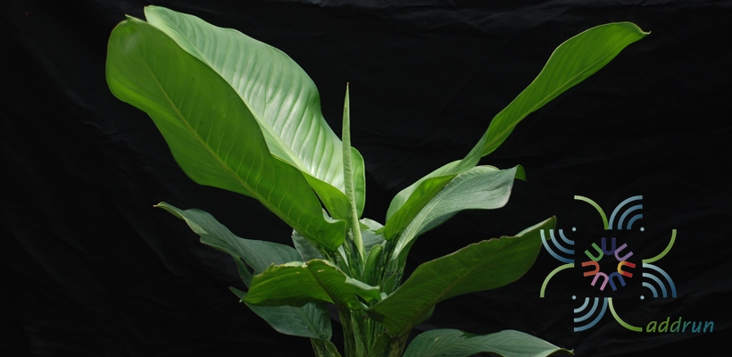 เศรษฐีวิลสัน Dieffenbachia sp.