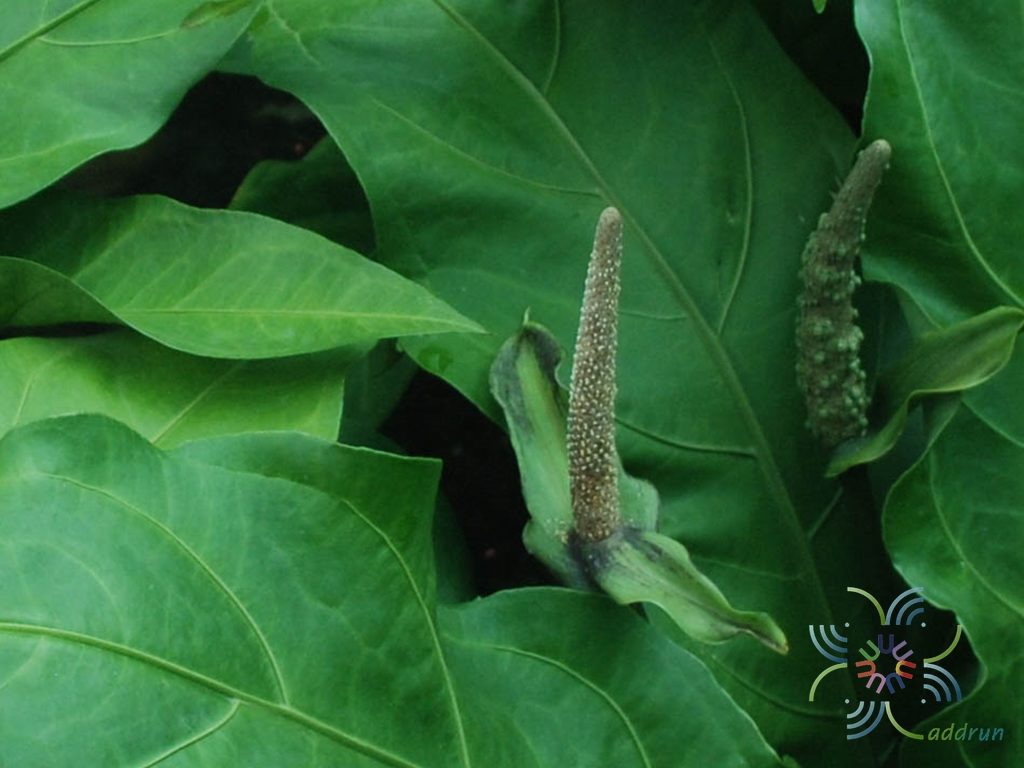 หน้าวัวใบ โชค9ชั้น Anthurium 'Renaissance'