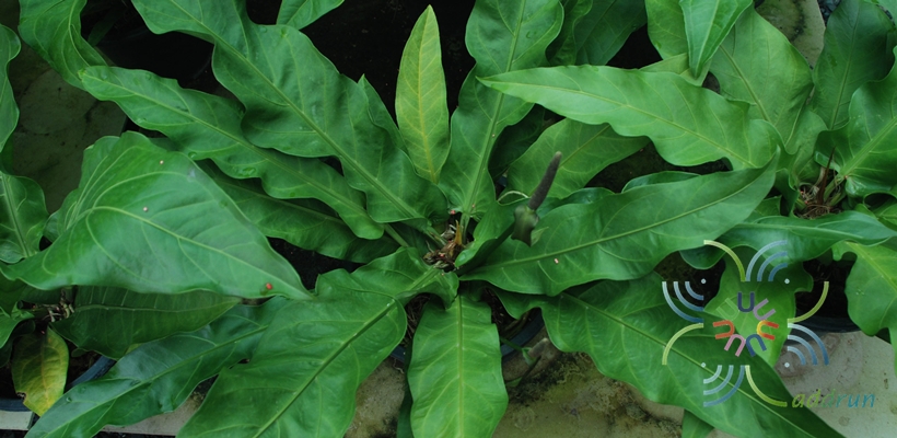 หน้าวัวใบ โชค9ชั้น Anthurium 'Renaissance'