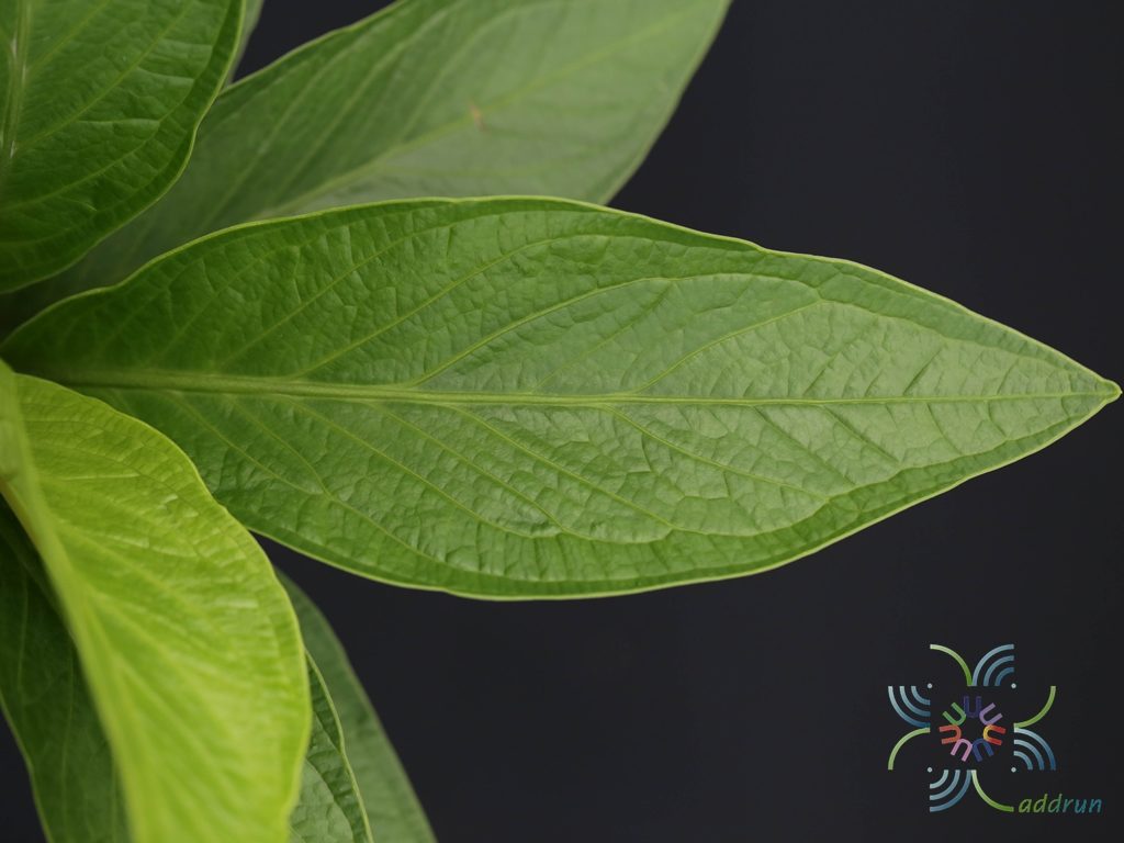 หน้าวัวใบ เงินหนา Anthurium jenmanii Engl.