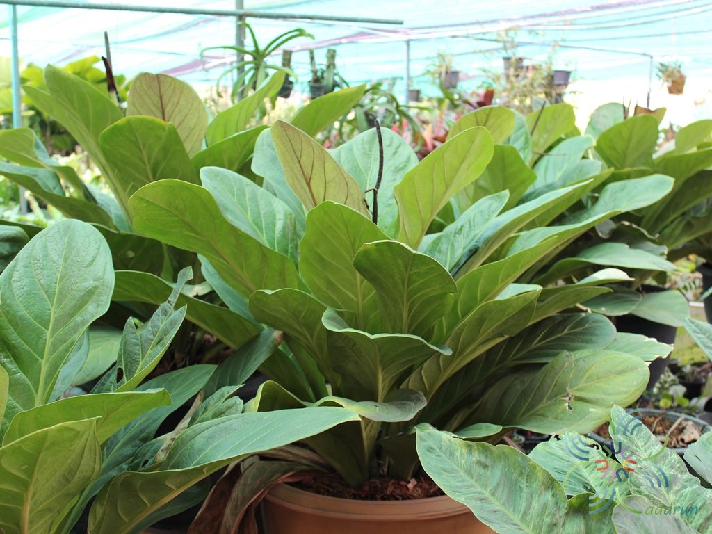หน้าวัวใบ เงินหนา Anthurium jenmanii Engl.