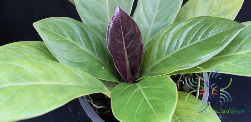หน้าวัวใบ เงินหนา Anthurium jenmanii Engl.