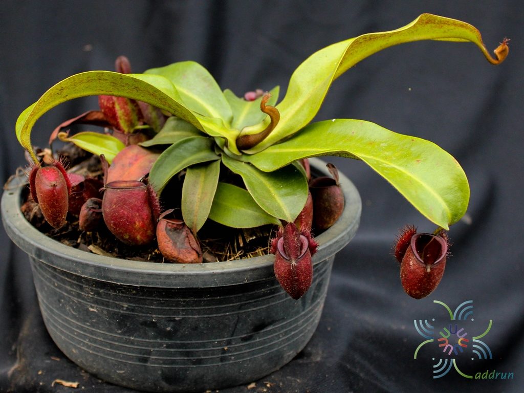 หม้อข้าวหม้อแกงลิง “แอมพลูลาเรีย” Nepenthes ampullaria Jack