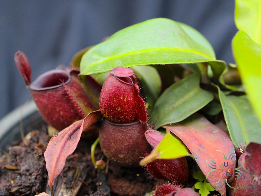 หม้อข้าวหม้อแกงลิง “แอมพลูลาเรีย” Nepenthes ampullaria Jack