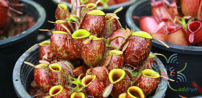 หม้อข้าวหม้อแกงลิง “แอมพลูลาเรีย” Nepenthes ampullaria Jack