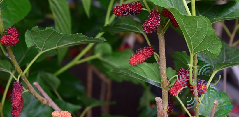 หม่อน Morus alba L.