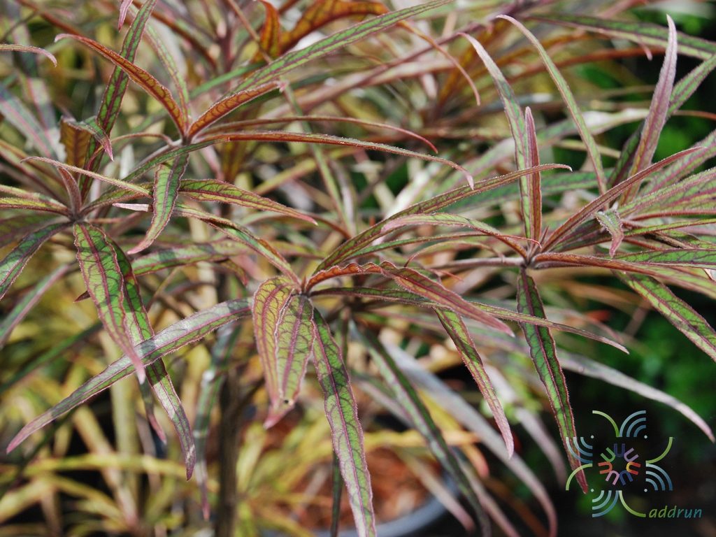 หูกระจงแดง Terminalia sp.