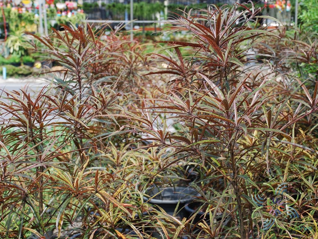หูกระจงแดง Terminalia sp.