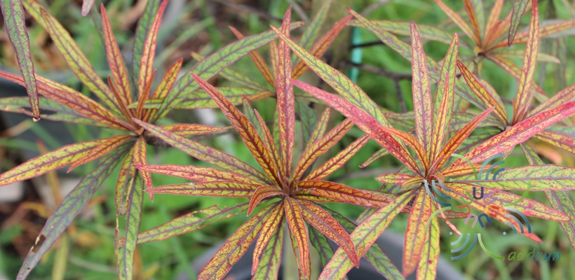 หูกระจงแดง Terminalia sp.