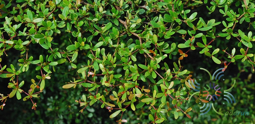 หูกระจงแคระ Terminalia sp.