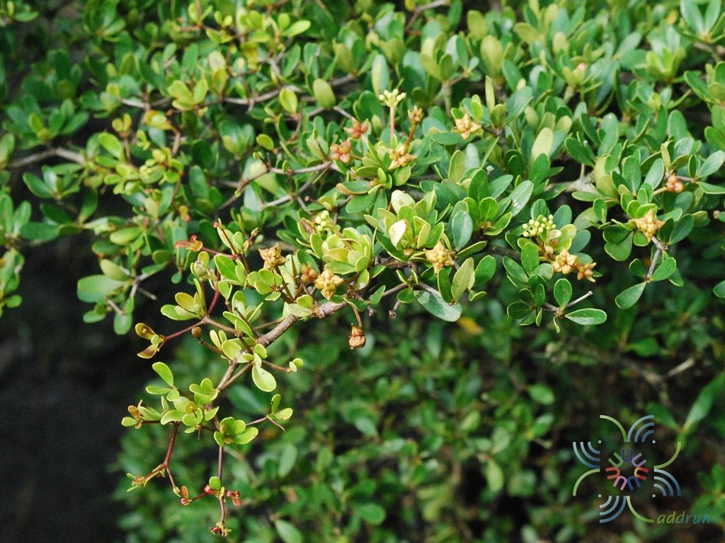 หูกระจงแคระ Terminalia sp.