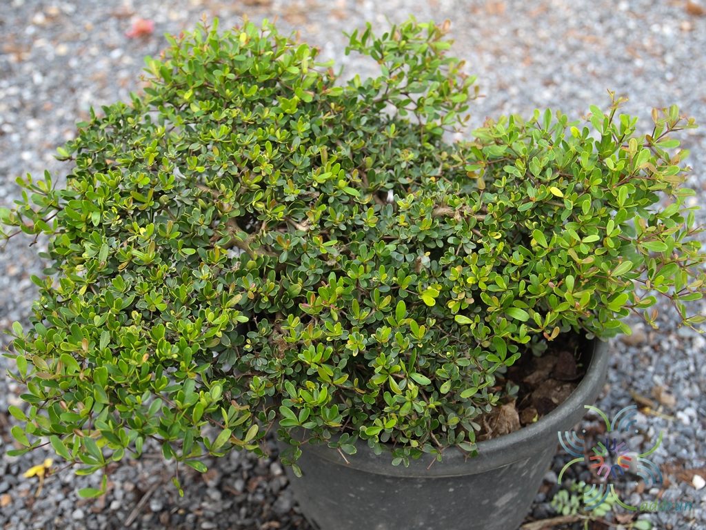 หูกระจงแคระ Terminalia sp.