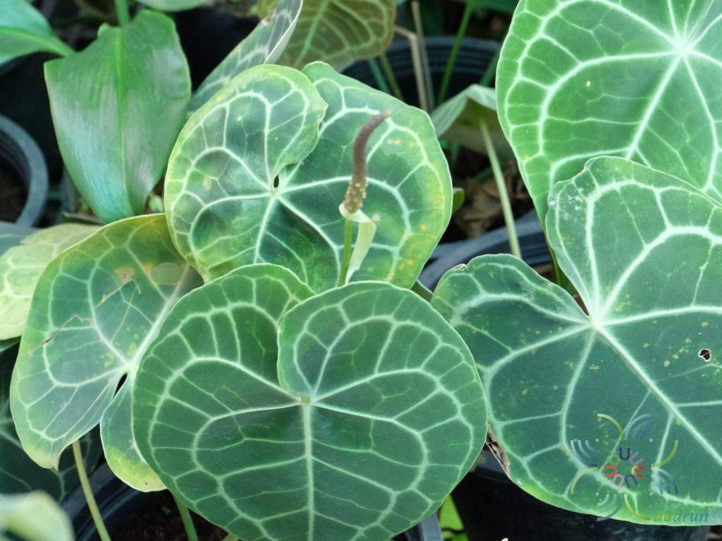 หัวใจเศรษฐี Anthurium clarinervium Matuda