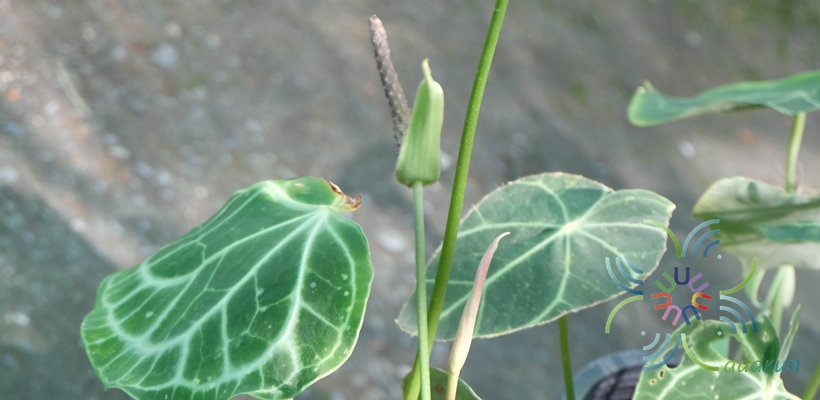 หัวใจเศรษฐี Anthurium clarinervium Matuda