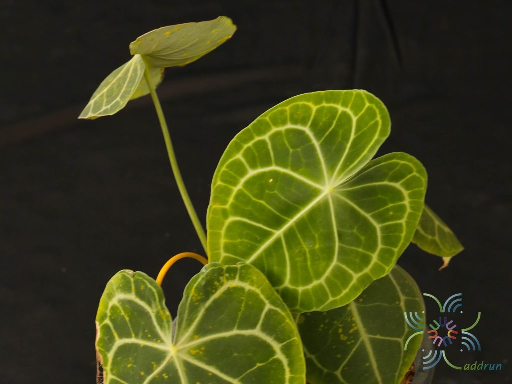 หัวใจเศรษฐี Anthurium clarinervium Matuda