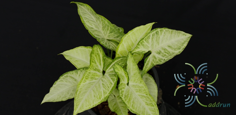 ออมเงิน Syngonium hybrid