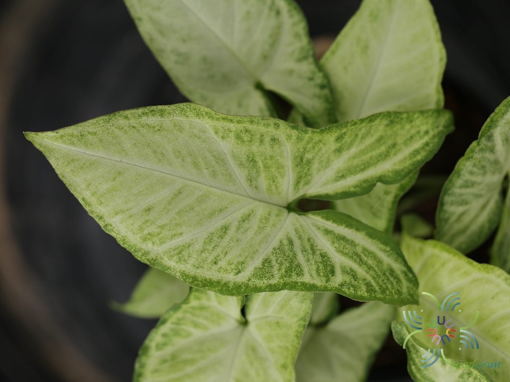 ออมเงิน Syngonium hybrid
