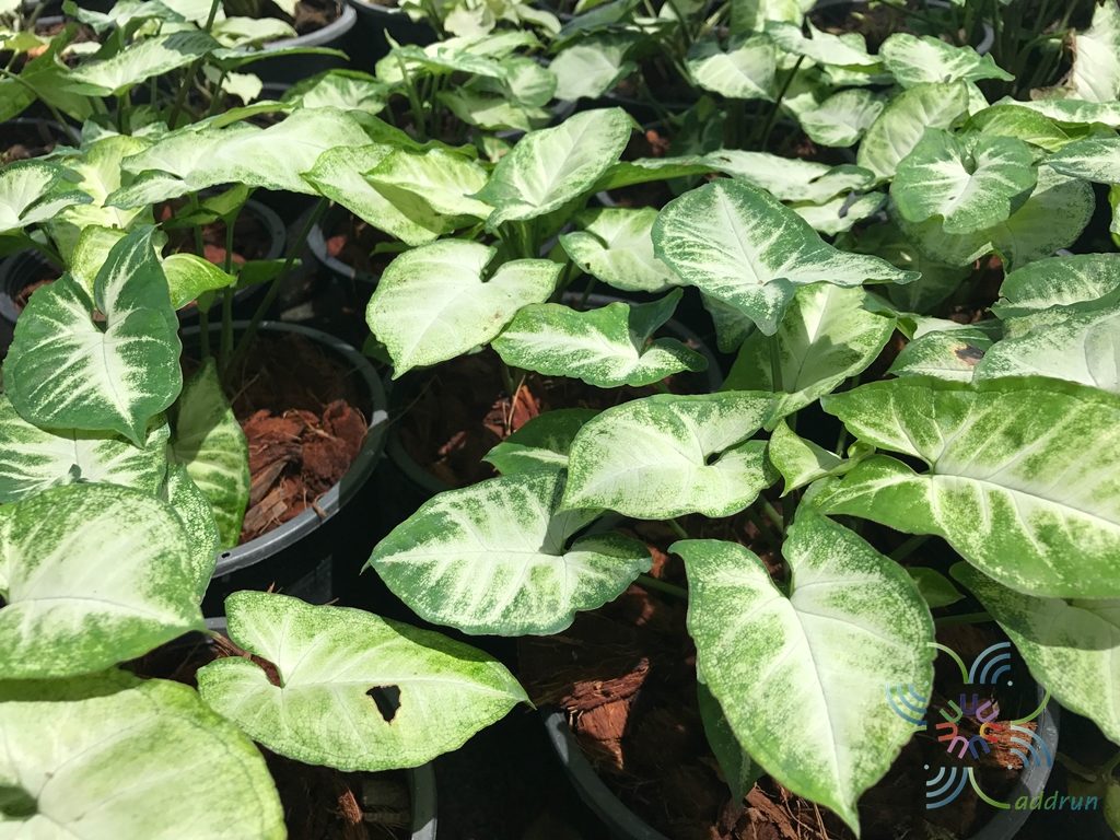 ออมเงิน Syngonium hybrid