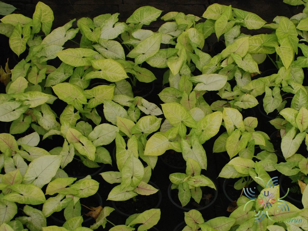 ออมทอง Syngonium hybrid