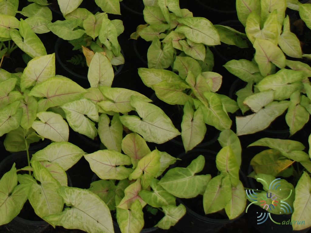 ออมทอง Syngonium hybrid