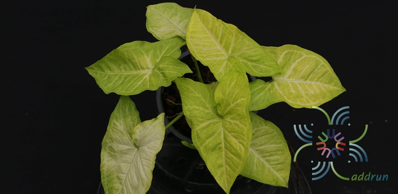 ออมทอง Syngonium hybrid