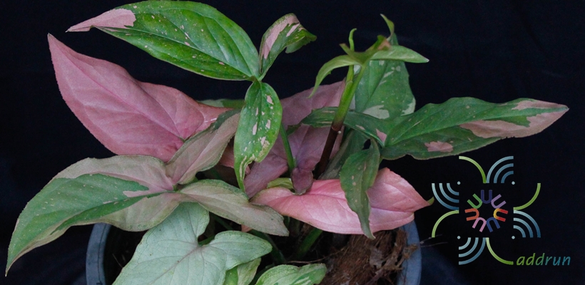 ออมนาก Syngonium hybrid