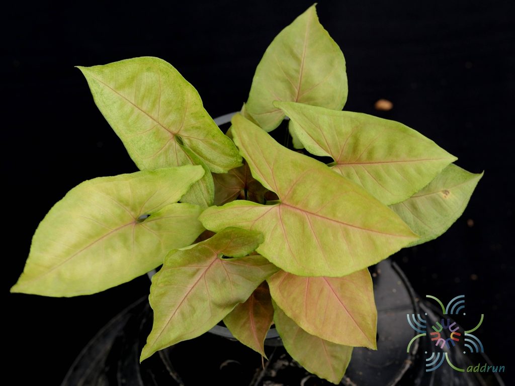 ออมนาก Syngonium hybrid