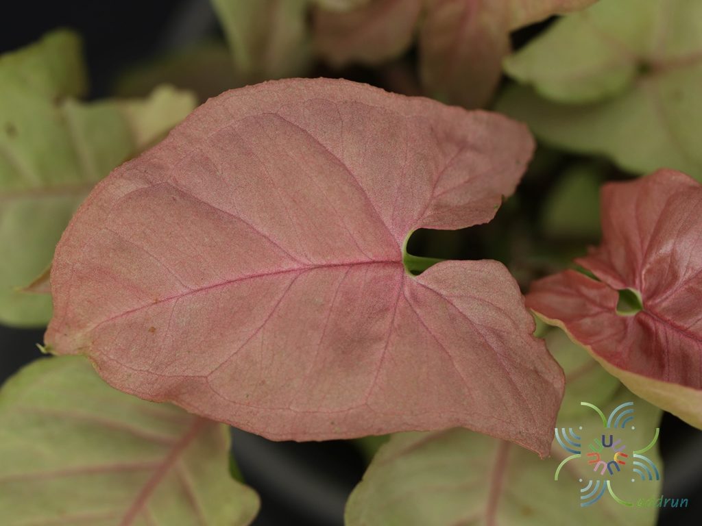 ออมนาก Syngonium hybrid