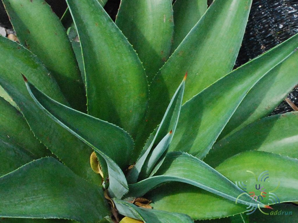 อากาเว่แอตเทนูอาตา Agave attenuata subsp. dentata (J.Verschaff.) B.Ullrich