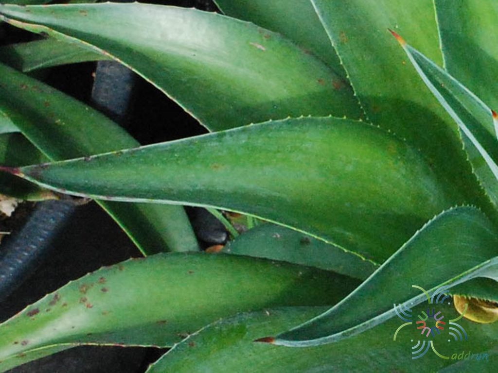 อากาเว่แอตเทนูอาตา Agave attenuata subsp. dentata (J.Verschaff.) B.Ullrich