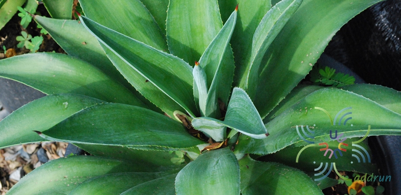อากาเว่แอตเทนูอาตา Agave attenuata subsp. dentata (J.Verschaff.) B.Ullrich