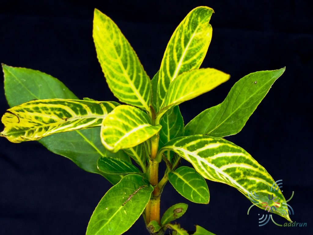 เอื้องทอง Sanchezia speciosa Leonard