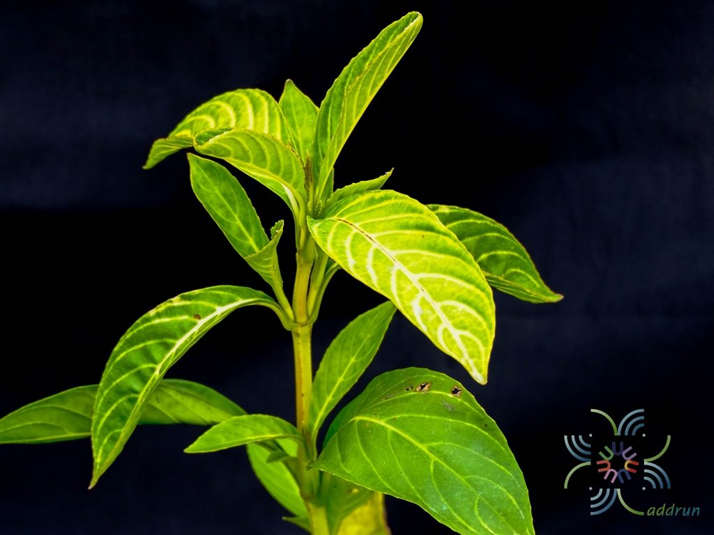 เอื้องทอง Sanchezia speciosa Leonard