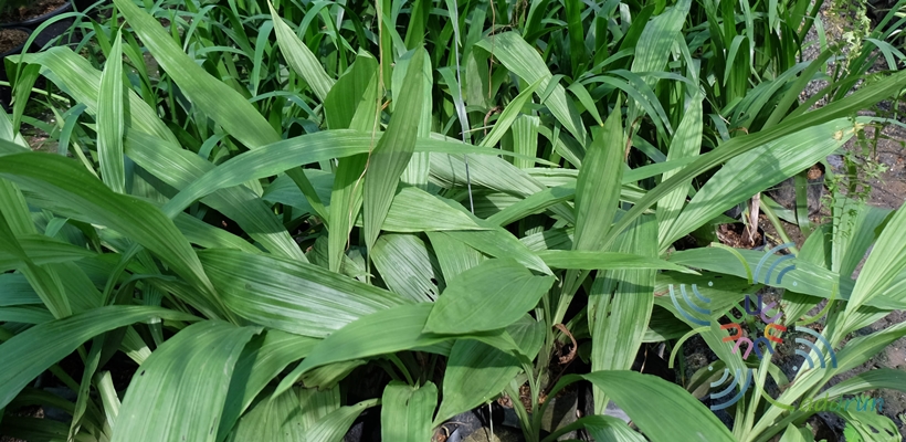 เอื้องพร้าว Phaius tankervilleae (Banks) Blume