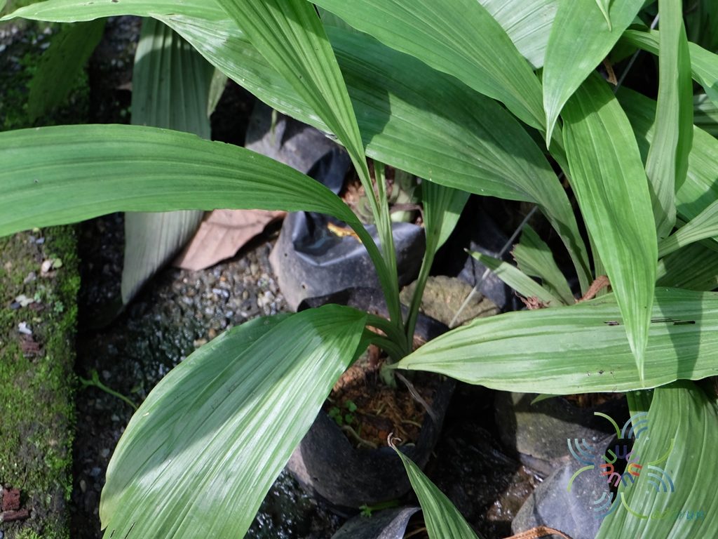 เอื้องพร้าว Phaius tankervilleae (Banks) Blume